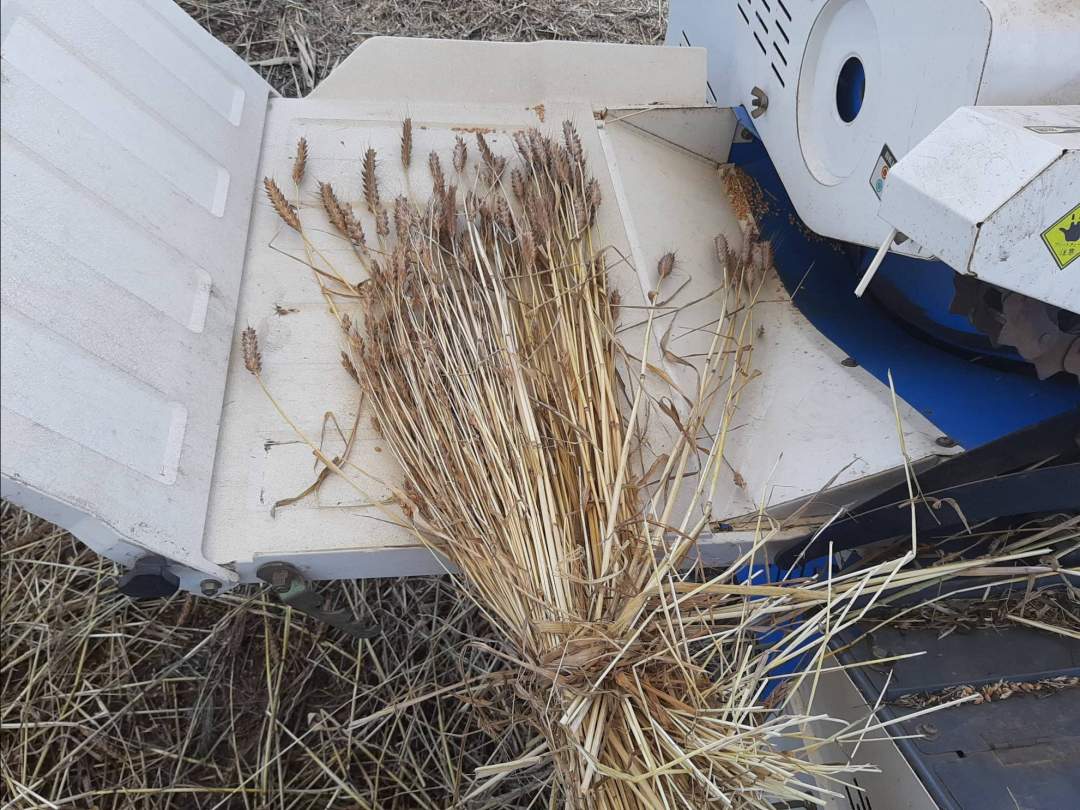 【埼玉県・さいたま市】田舎の畑でのんびり♪収穫したての小麦で、小麦茶づくり体験！