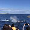 天気がいいとクジラのブロウ（潮）がはっきり見られます！