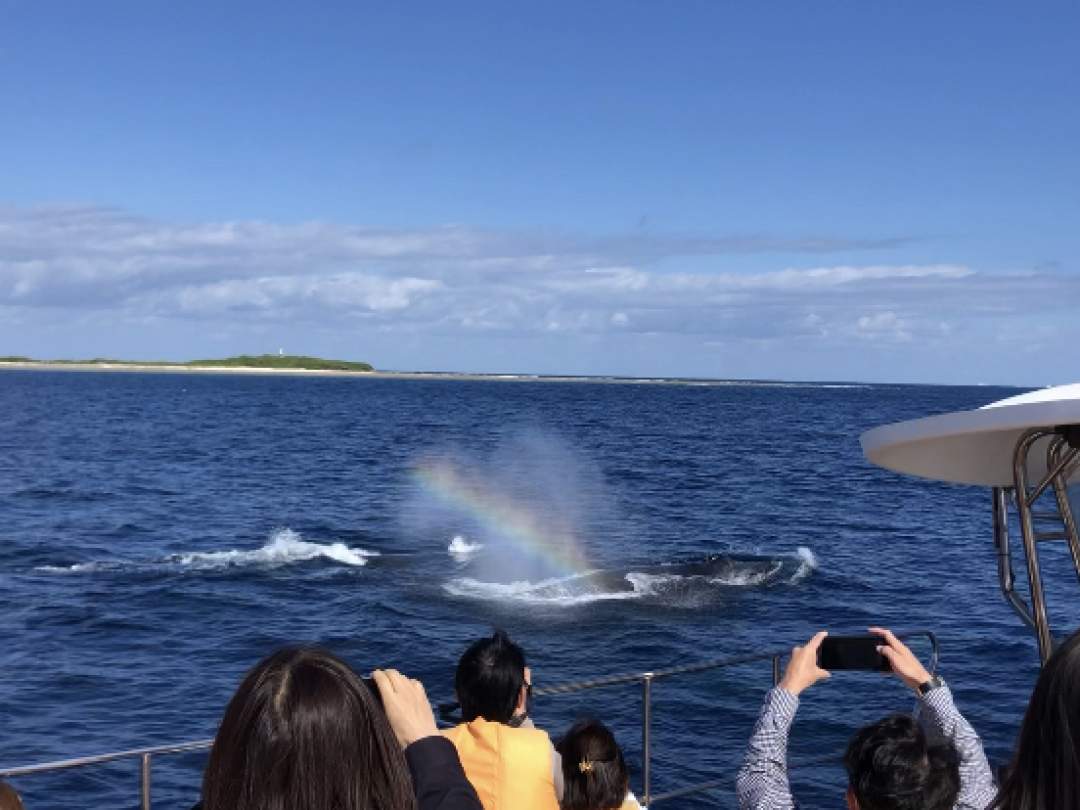 【沖縄・北谷発・半日】大型クルーザーで行く！ホエールウォッチングツアー
