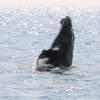「ザトウクジラ」は冬の期間だけ沖縄の温かい海へパートナー探しや出産の為に毎年回遊してきます。