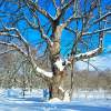 大空に枝を広げるシナノキの大木