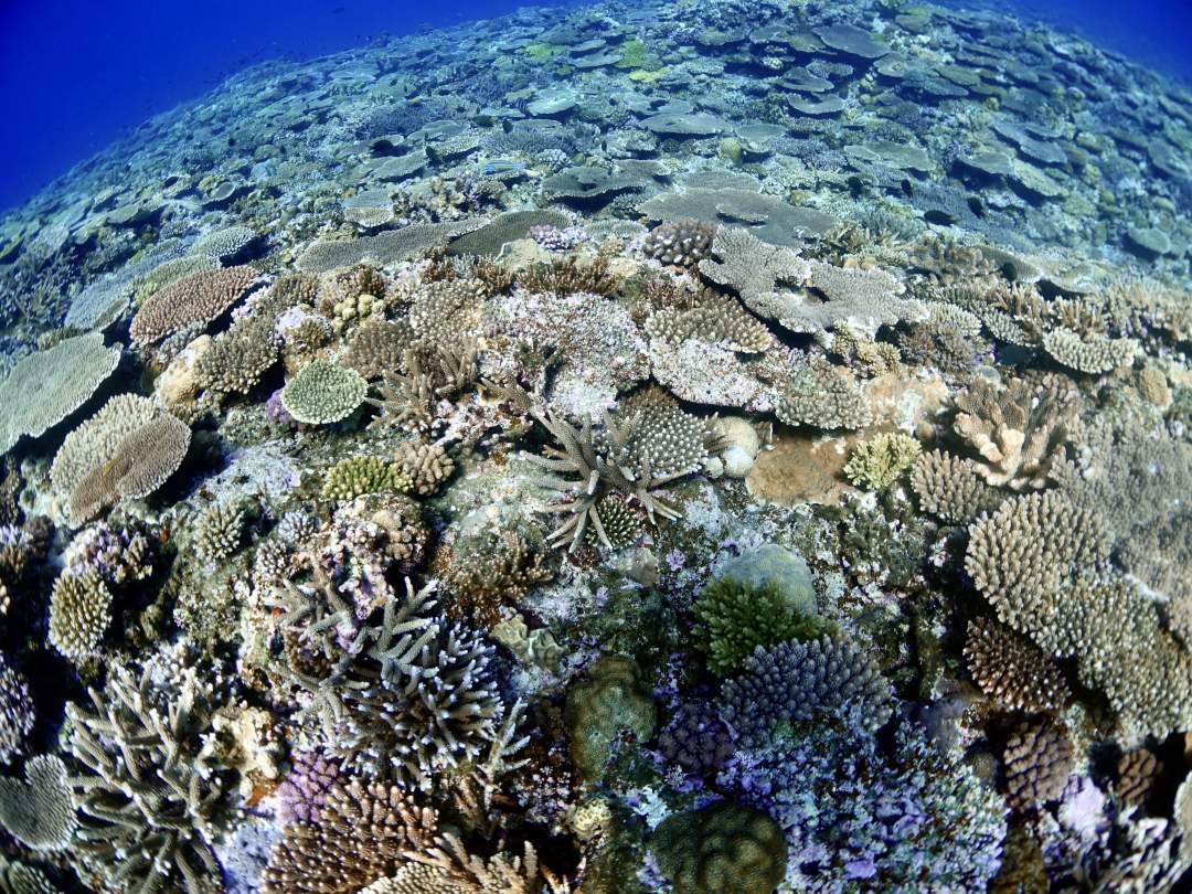 世界に誇る美しいサンゴ礁が広がります
