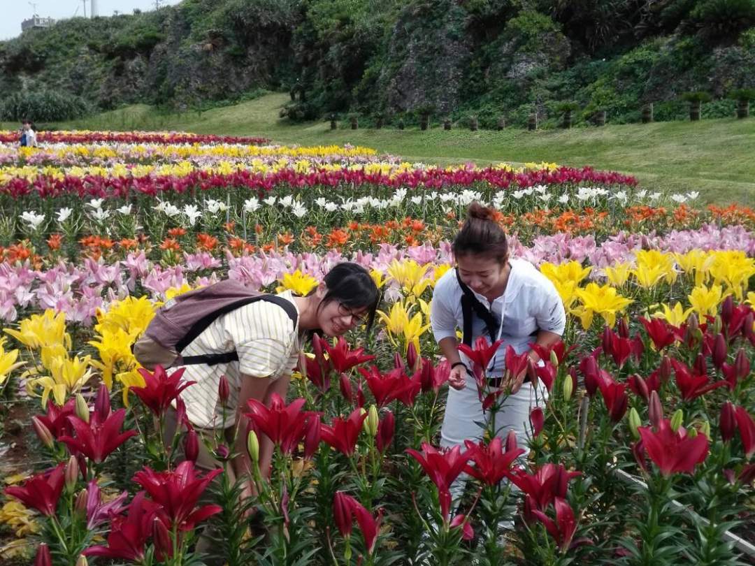 毎年GW頃に見頃を迎える伊江島のテッポウユリ。
日本一早いゆり祭りが行われ、純白のテッポウユリだけでなく、世界の色とりどりな品種のゆりをご堪能下さい。
昼食はお弁当をお渡しいたしますので、お好きな場所でお召し上がりください。
*花の開花状況は天候により左右されますので、ご了承ください。