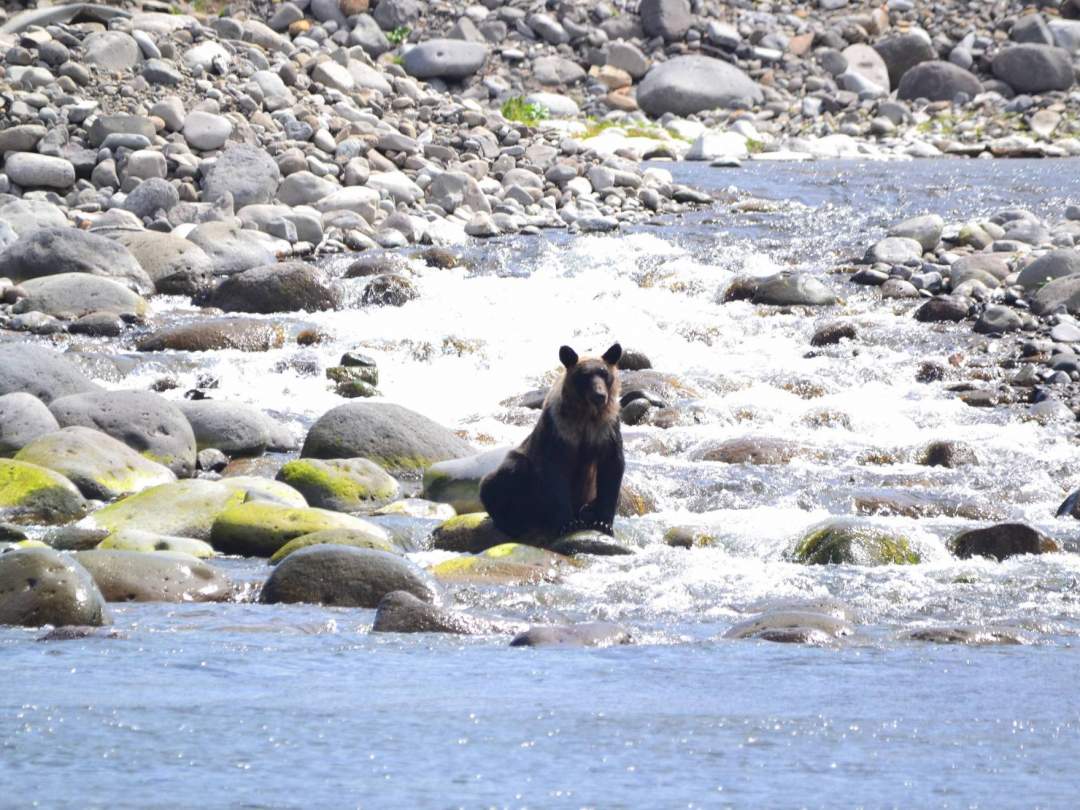 川でサケ・マスを狙うヒグマは、8月下旬から見られます☆ このように河口の岩を椅子のようにして座っていることもあります！