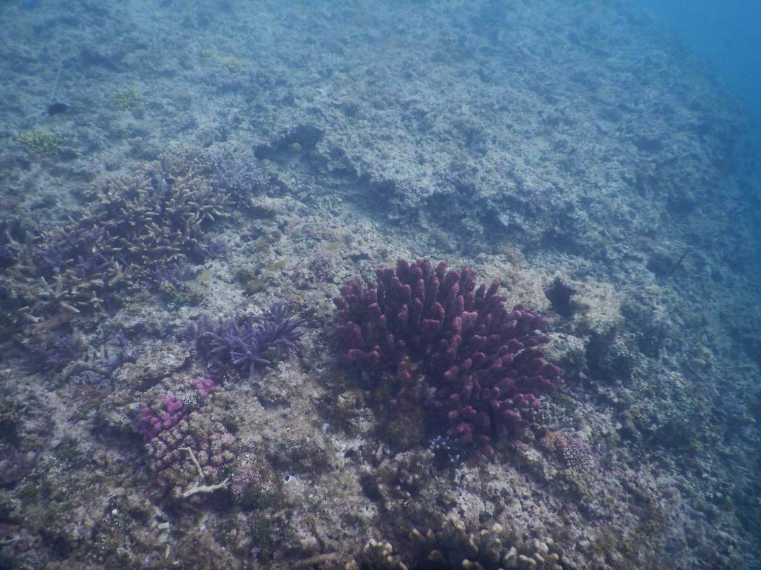 海の中を見るとそこには美しいサンゴがございます。
もちろん熱帯魚もぎょっぎょ！？