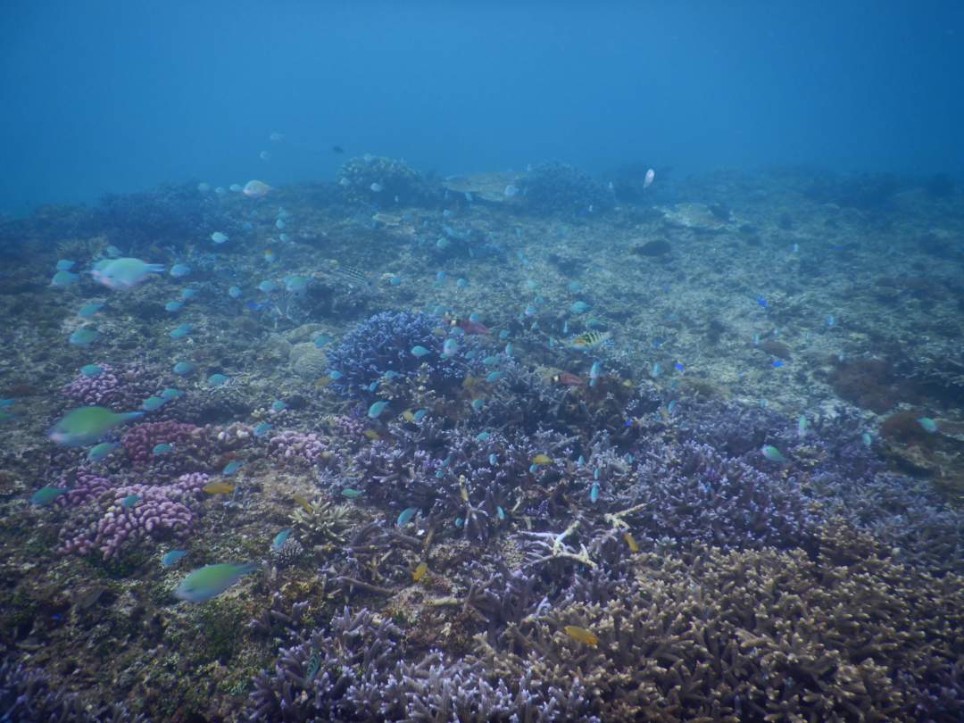 シュノーケル体験
サンゴは絶滅寸前の状態である最中でありながら
このポイントでは美しいサンゴ見ることができます。