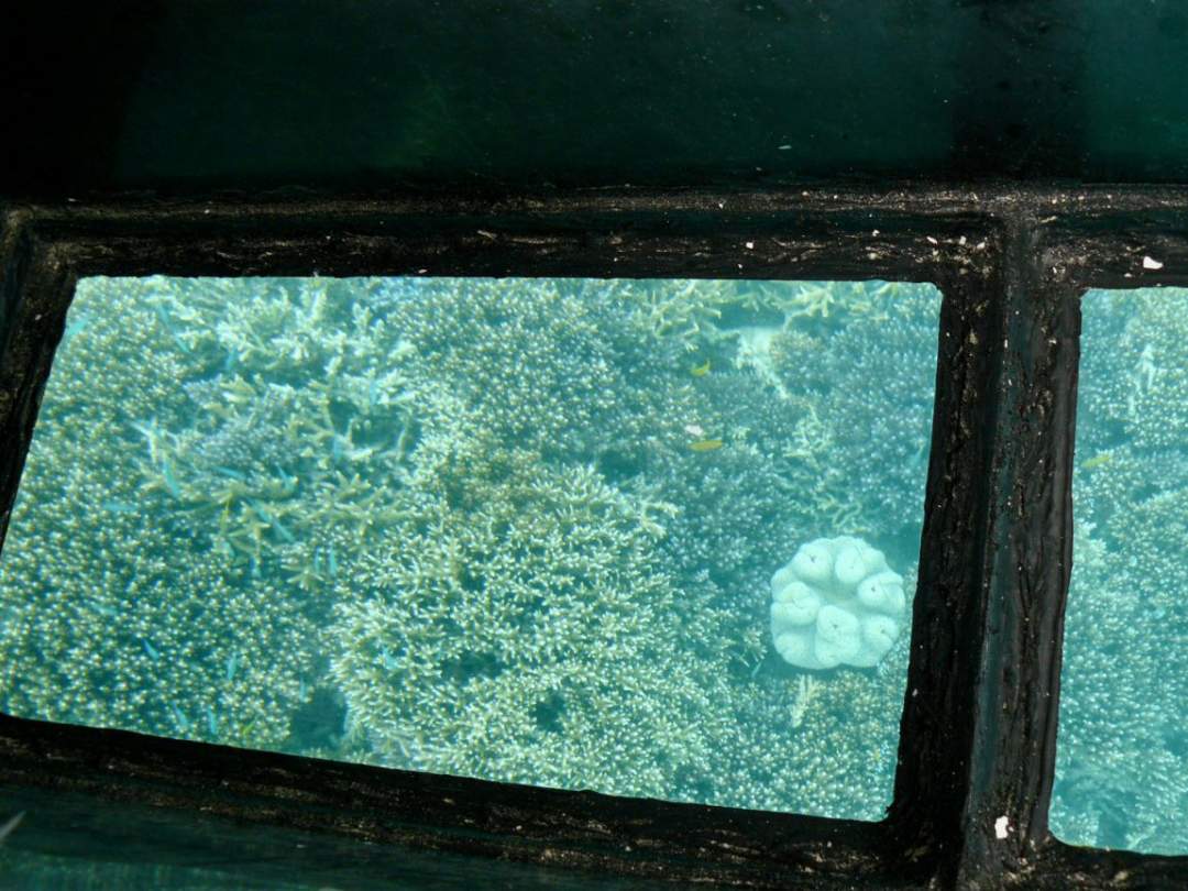 【沖縄 石垣島】ガイド付き川平湾めぐり(EVグラスボート乗船料込)