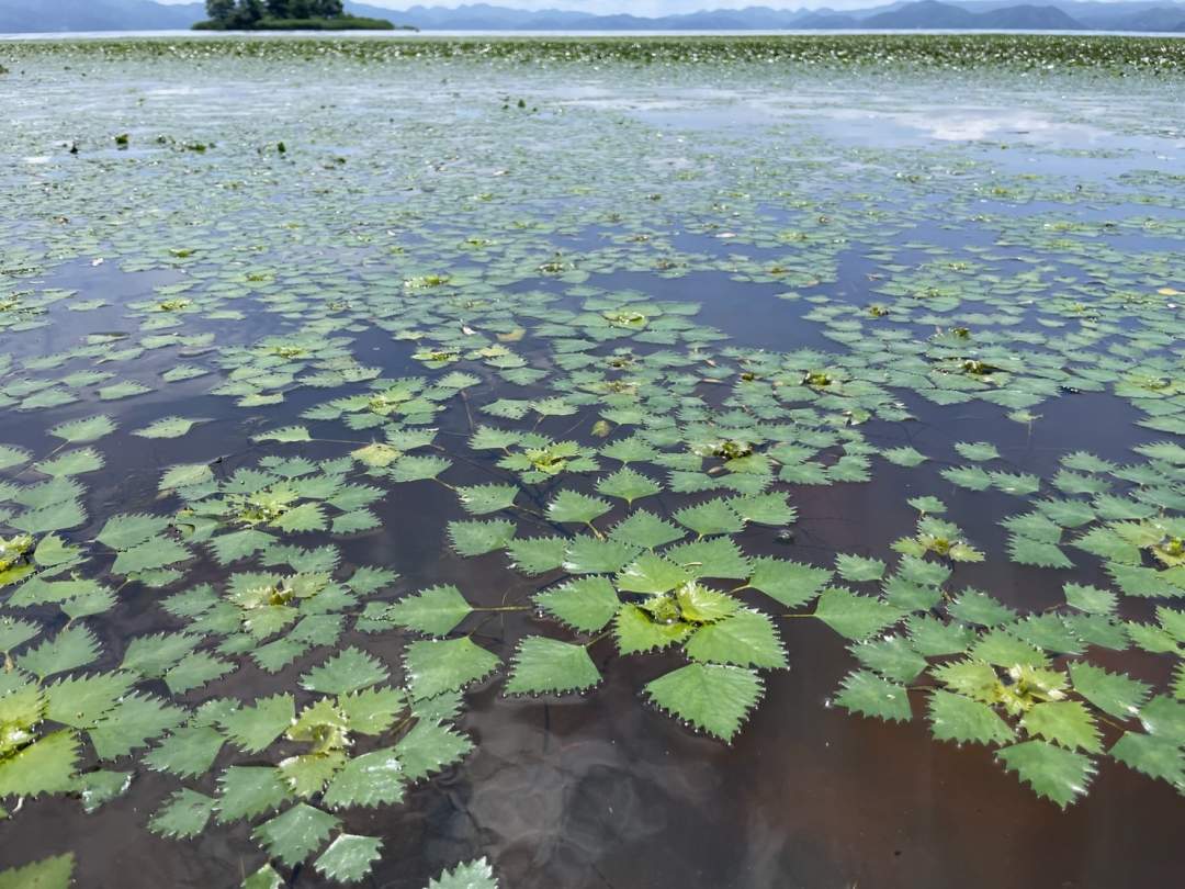 菱の葉っぱの写真。水面を覆いつくす繁殖力の強さから、古来より縁起が良いものとして知られています。戦国武将の家紋にも菱紋が使われるなど、意外と菱は身近な存在です