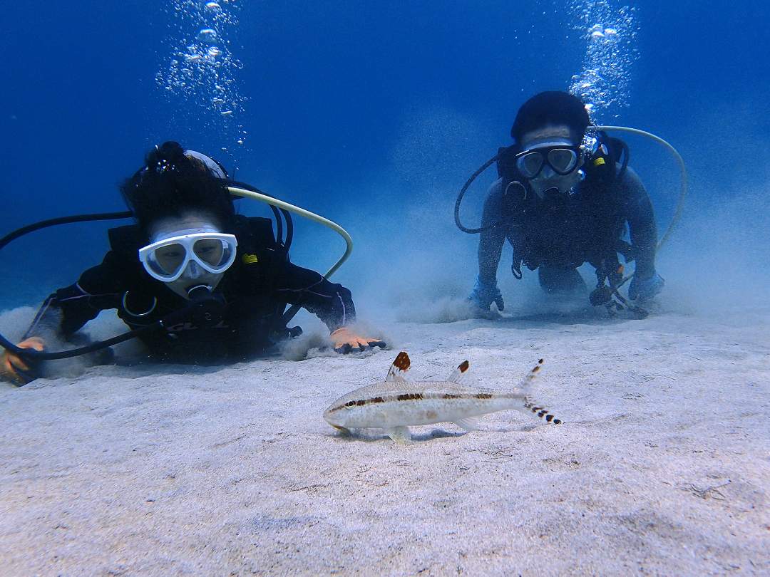 空気タンクを背負えば、呼吸の心配をすることなく生き物をじっくり観察できます！