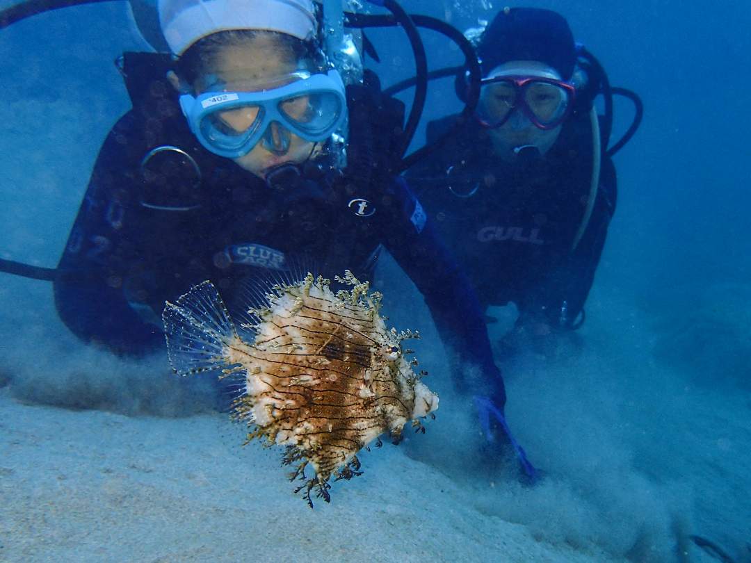 海の中では珍しい生き物にもよく遭遇します。テレビや水族館で見たあの魚にも出会えるかも！