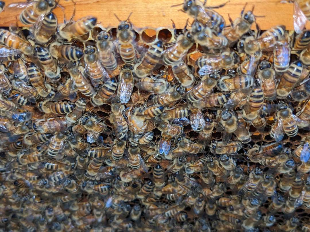 巣箱の中には、女王蜂、メス蜂、オス蜂等がそれぞれの役割を果たし、見分け方を説明