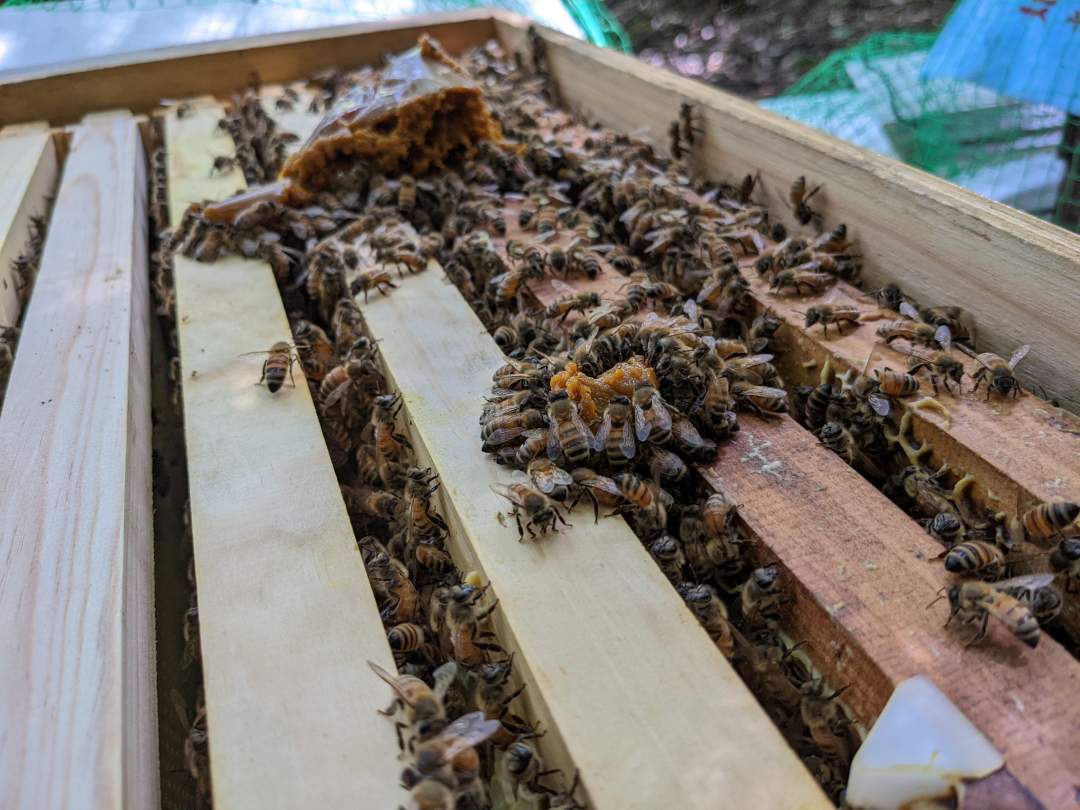 飼育箱の構造と蜜蜂の習性を説明。