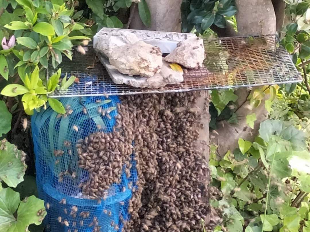 日本蜜蜂の分蜂の様子