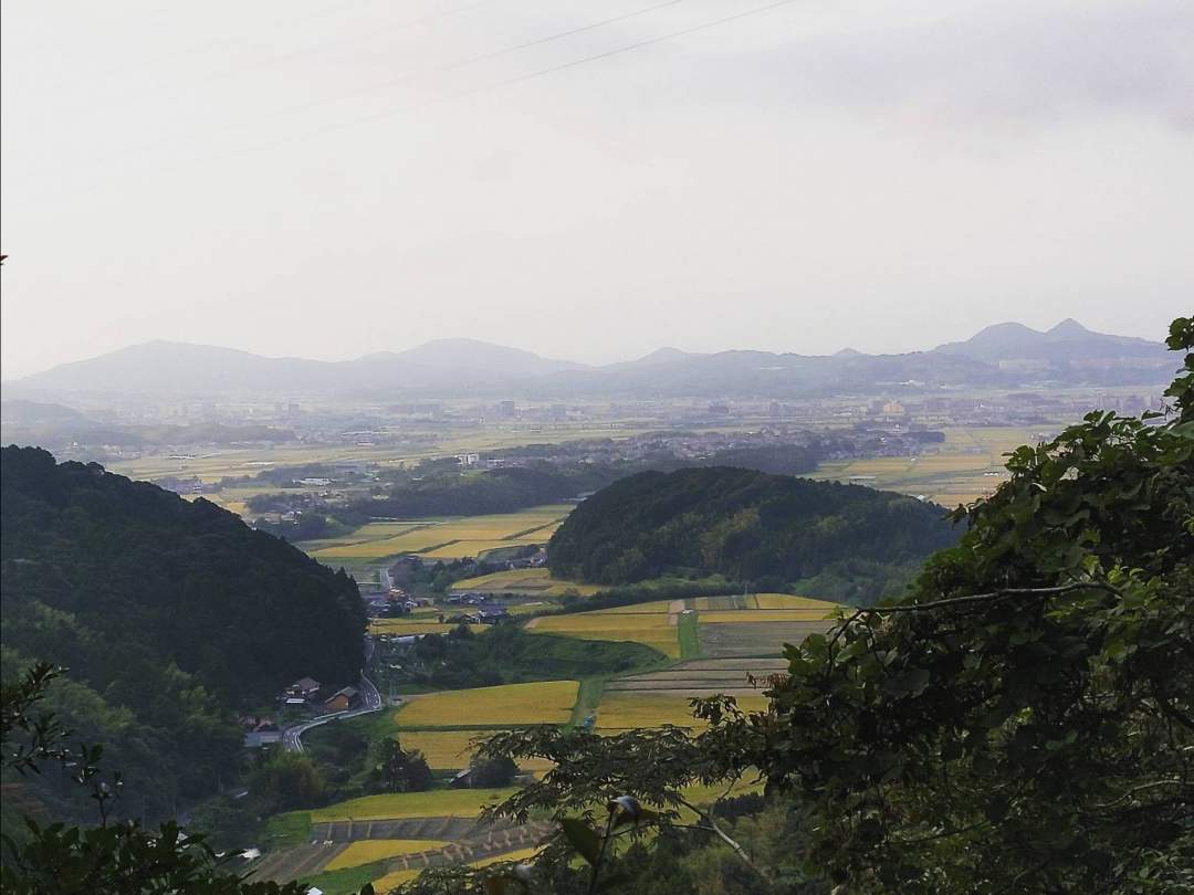 生き物が暮らす環境は里山がにあいます。花を求めて飛び回っています。