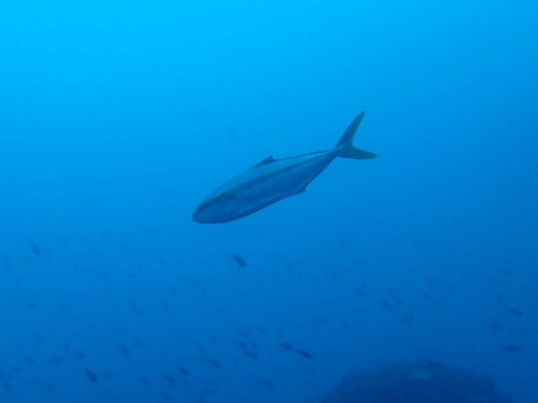 ワラサやカンパチなどの回遊魚が見られることも