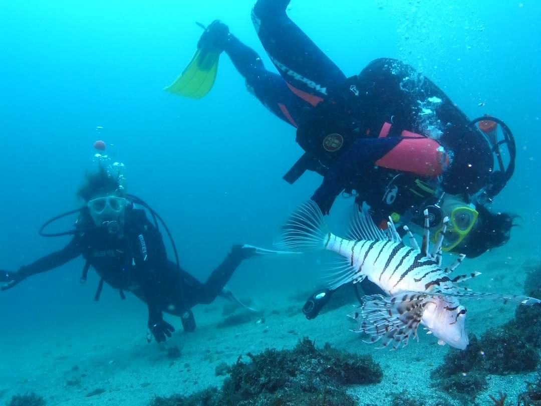 【神奈川・真鶴・体験ダイビング】海の世界を体験！水中の楽しさを知る体験ダイビング