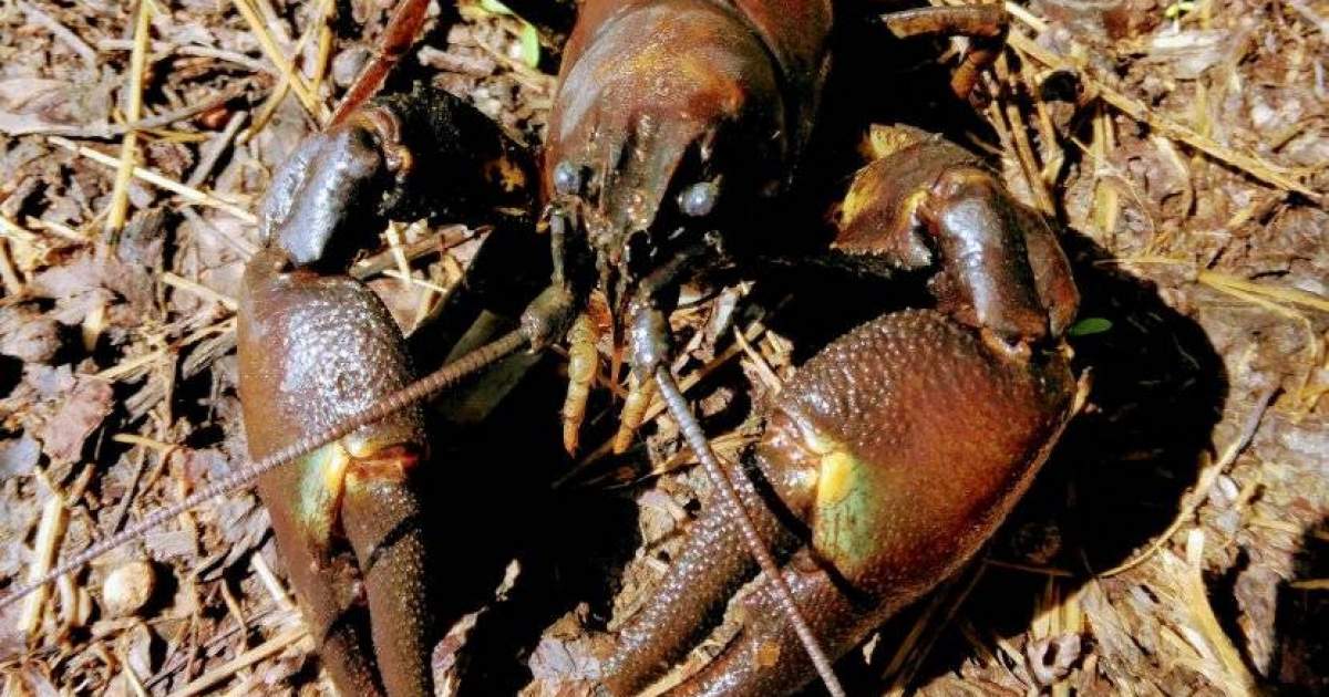 福島・裏磐梯】グルメ食材「ウチダザリガニ」を 釣って食べて駆除