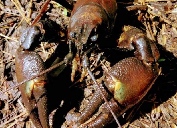 【福島・裏磐梯】グルメ食材「ウチダザリガニ」を 釣って食べて駆除しよう！SDGsを学ぶ、ウチダザリガニ釣り体験！