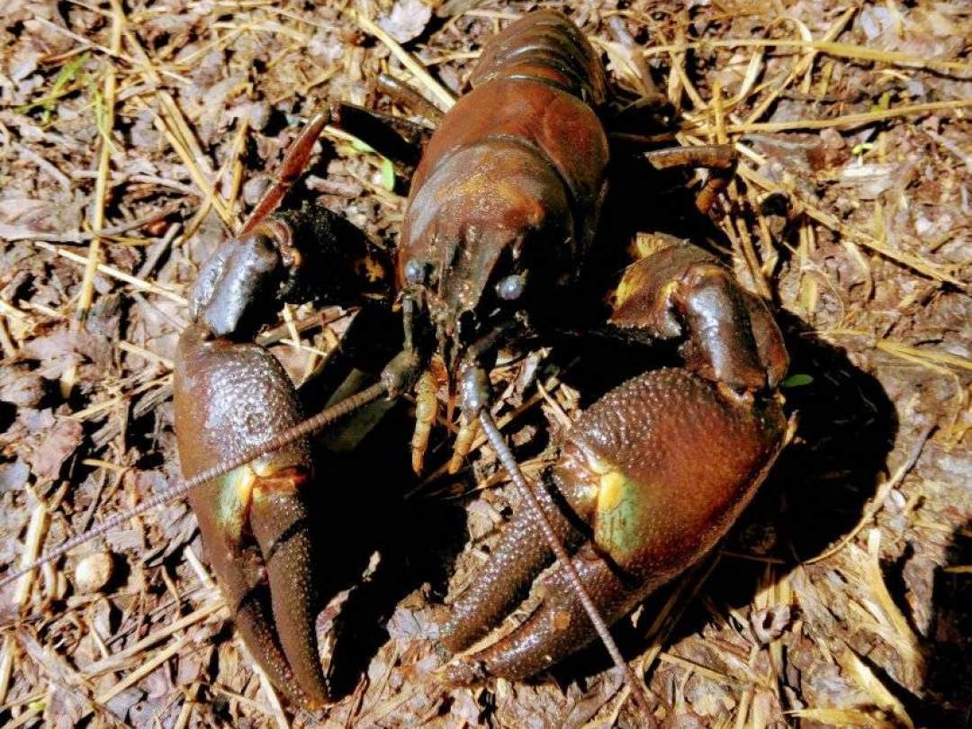 ウチダザリガニは、1930年、アメリカから食用として北海道の摩周湖に導入され、その後、道内各地に持ち出されたと考えられています。