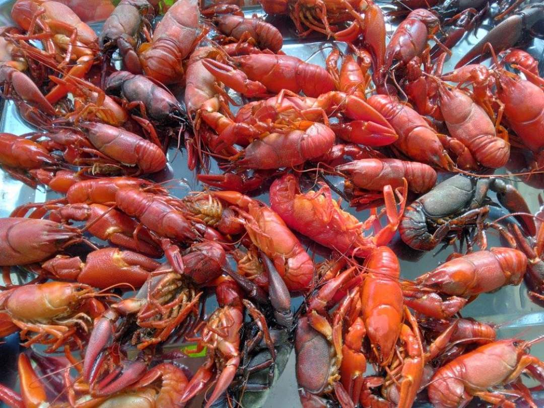 北海道道東の阿寒湖及び塘路湖では、漁業者により適法に捕獲されフランス料理店などで食材として有効に利用されているんです！