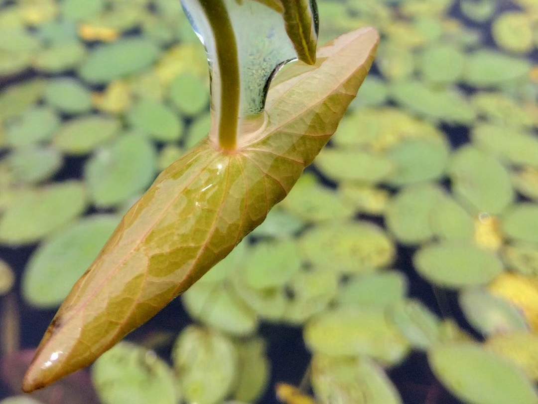 水の中に手を入れ葉っぱの間から覗く小さな芽を親指でプチンプチンっと摘み取る感触！