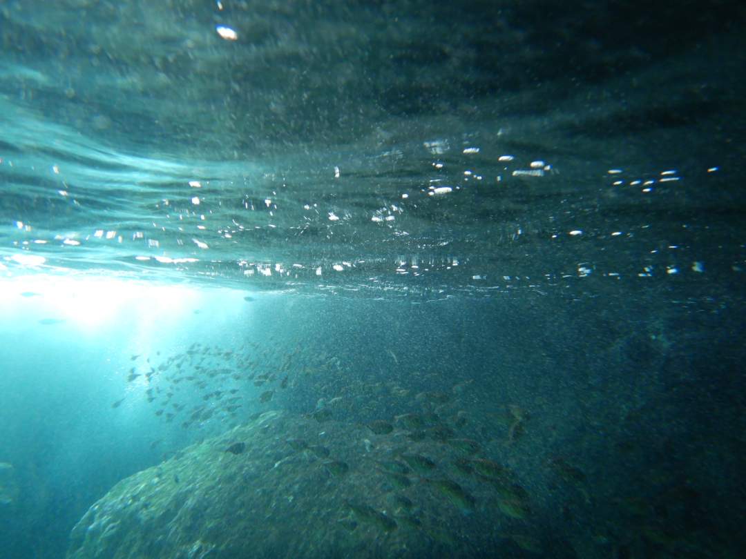 洞窟内は薄暗く環境に合う魚がいます