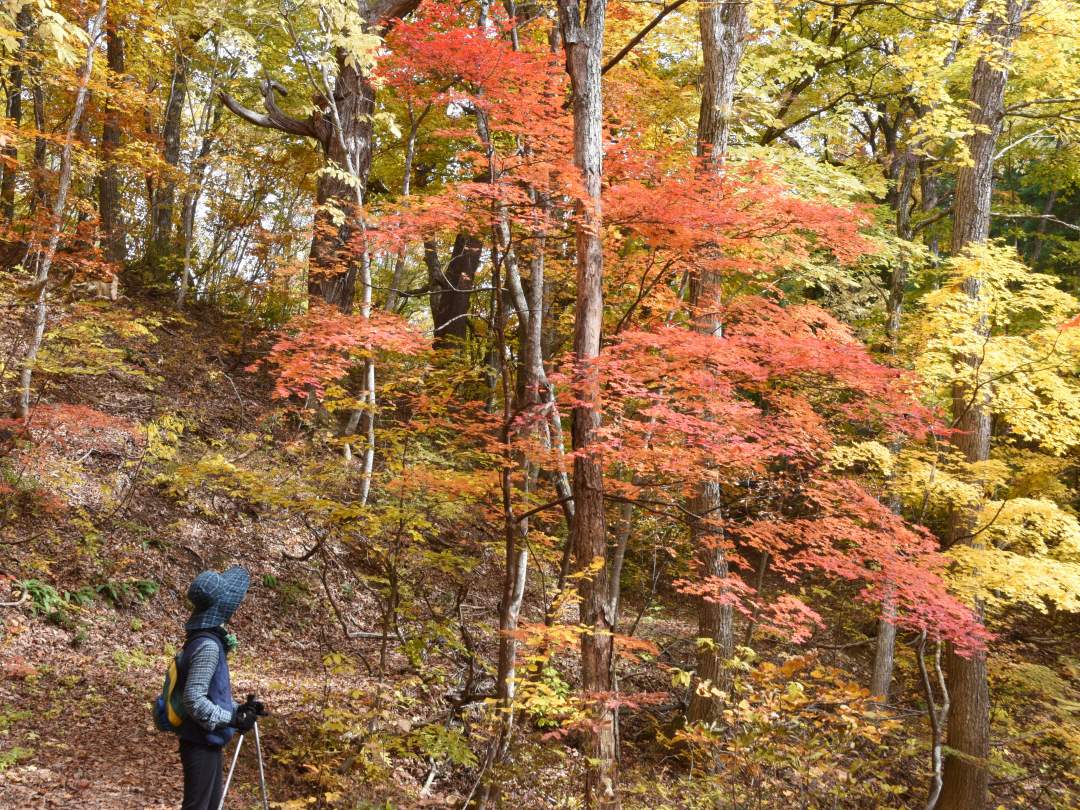 視界一面紅葉！圧巻の景色の中のウォーキングは最高ですよ！