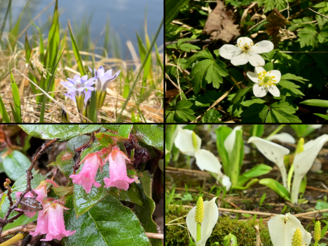 ミズバショウを代表する春の花々は、山肌の残雪と対照的に、ピンクや紫、白や黄色など鮮やかな姿で湿原を楽しませてくれます。