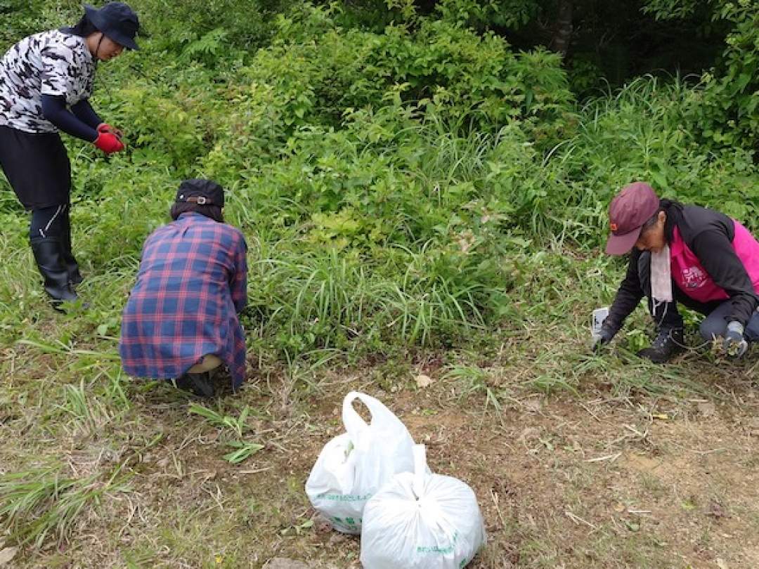 ① 園芸用シャベルなどを使用し根から抜き取りゴミ袋に収集する
② コウリンタンポポ以外の植物を採取または損傷しないよう注意して実施する
③ 植生踏み荒らしを招かないよう分散して作業する
④ 収集したコウリンタンポポは燃えるゴミとして（協会にて）処分する