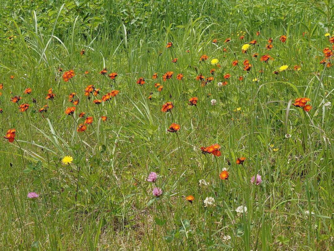 繁殖力の強い外来種コウリンタンポポが、希少な高山植物バンダイクワガタと同じ環境下で生育し勢力をのばしています。一緒に防除大作戦に参加してくださるボランティアの方々を募集しています。ぜひ、磐梯山が好きな皆様のご協力をお待ちしております！