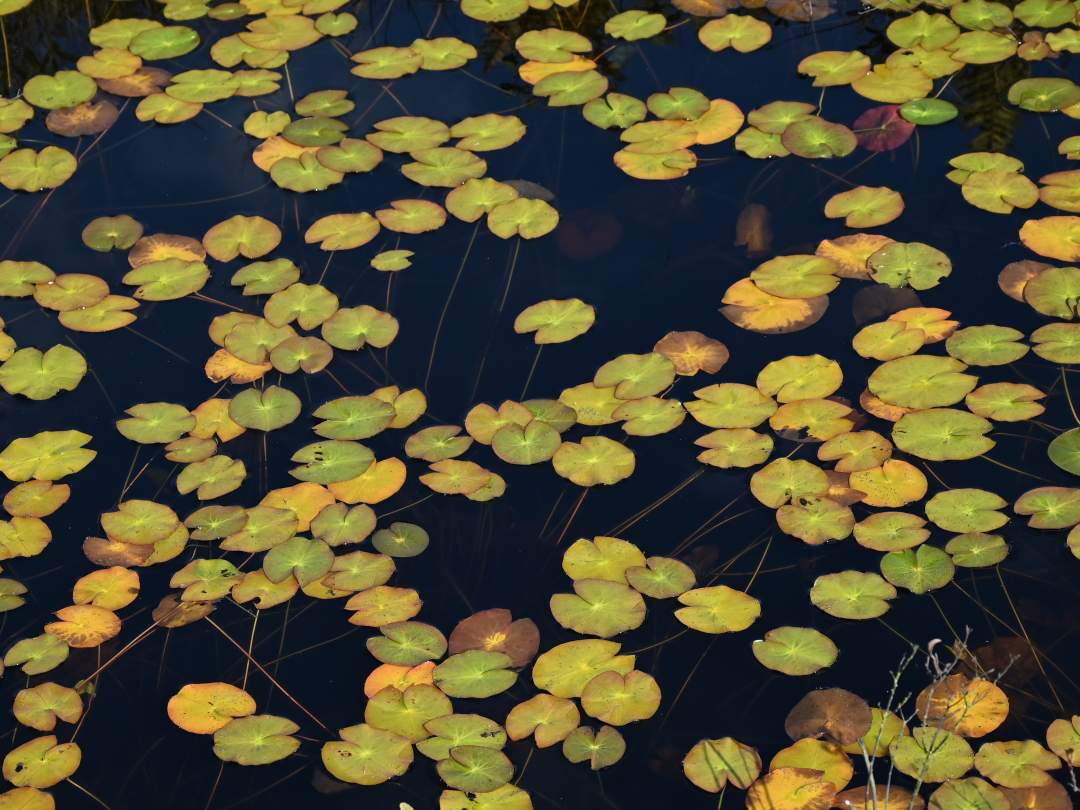 池塘を覗き込めば、黄色く染まるヒツジグサの可愛らしい姿。