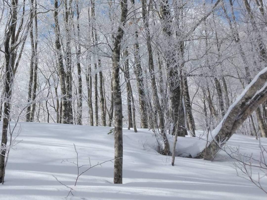 枝先に積もる雪がキラキラ光る景色を演出。