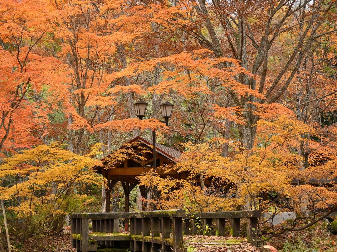 10月の中旬～下旬に訪れれば、黄色や赤に染まった色とりどりの木々♪