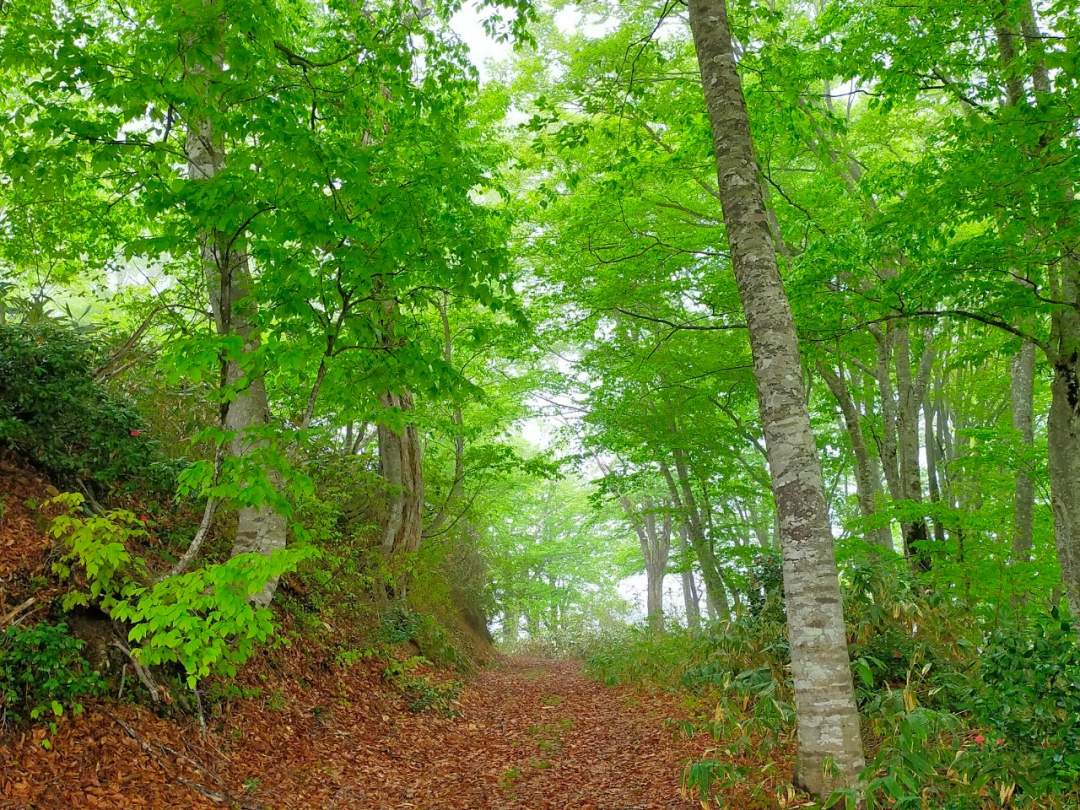 一部区間は只見を代表するブナ林の密生地帯があり、手ごろに見れるブナの生息地として人気です。