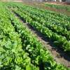 年間で約50種類の野菜を無農薬で栽培しています。