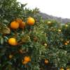 いつもの料理に♪飛田柑橘園の季彩オイル【レモン】フレーバーオイル