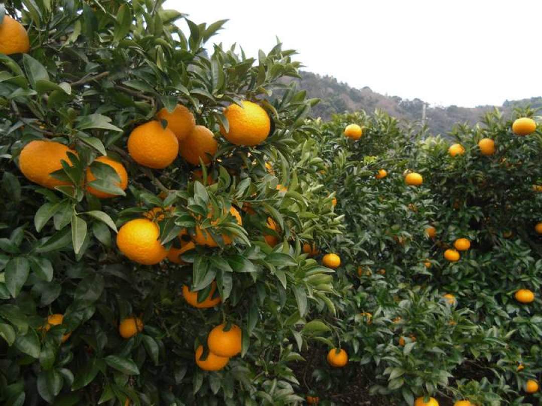 いつもの料理に♪飛田柑橘園の季彩オイル【レモン】フレーバーオイル