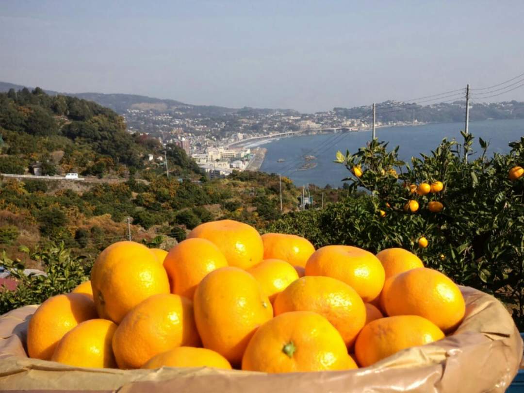 柑橘の美味しさは、「甘い・酸っぱい」だけじゃない！　飛田柑橘園の季彩オイル【バジル】　フレーバーオイル