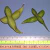 黒大豆枝豆の大きさ