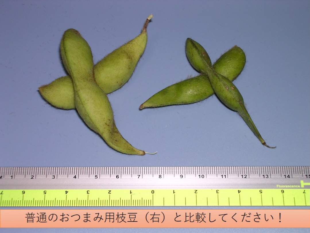 普通のおつまみ用の枝豆に比べて、黒大豆枝豆は一回り大きく、膨らみも段違い。風味も濃く、食べごたえばっちりです。