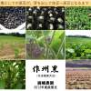 黒豆の栽培記録写真