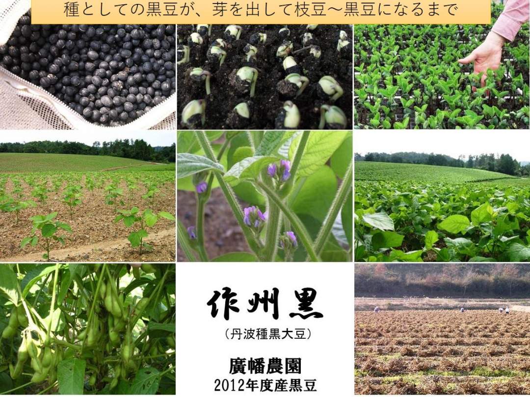 前年に採れた黒大豆を種として苗を育て圃場に移植、10月中旬には莢が膨らむが、まだ中身は緑色のままま、この状態では枝豆として美味しくいただくことができる。11月になって次第に熟していき乾物としての黒大豆となります。