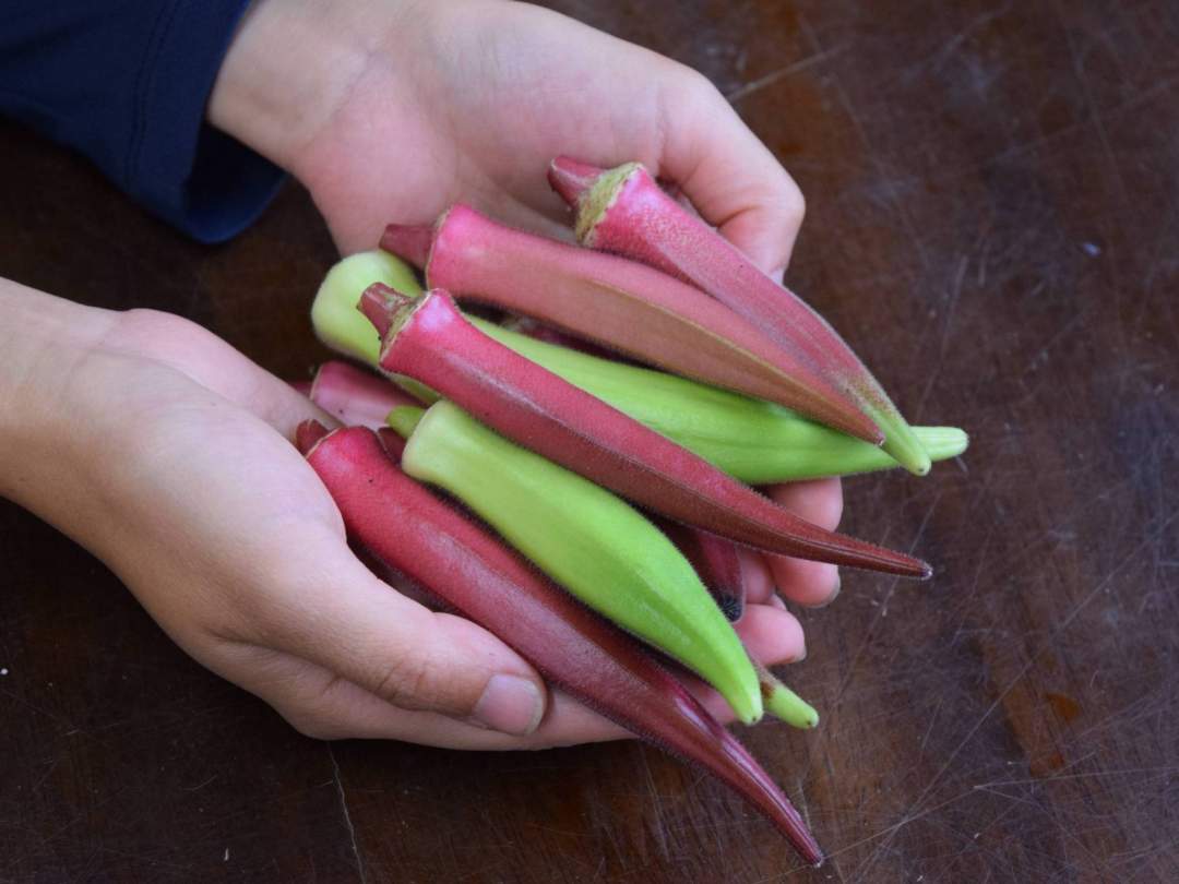 多品目栽培農家の、個性豊かな夏野菜セット