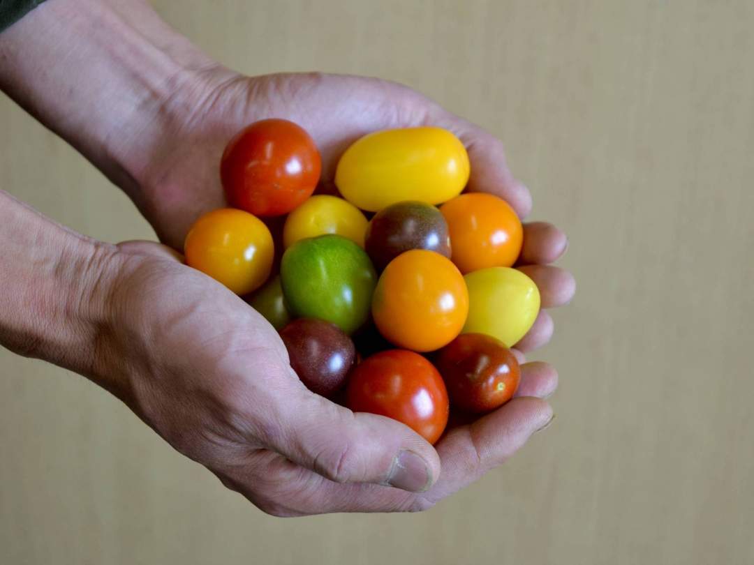 多品目栽培農家の、個性豊かな夏野菜セット