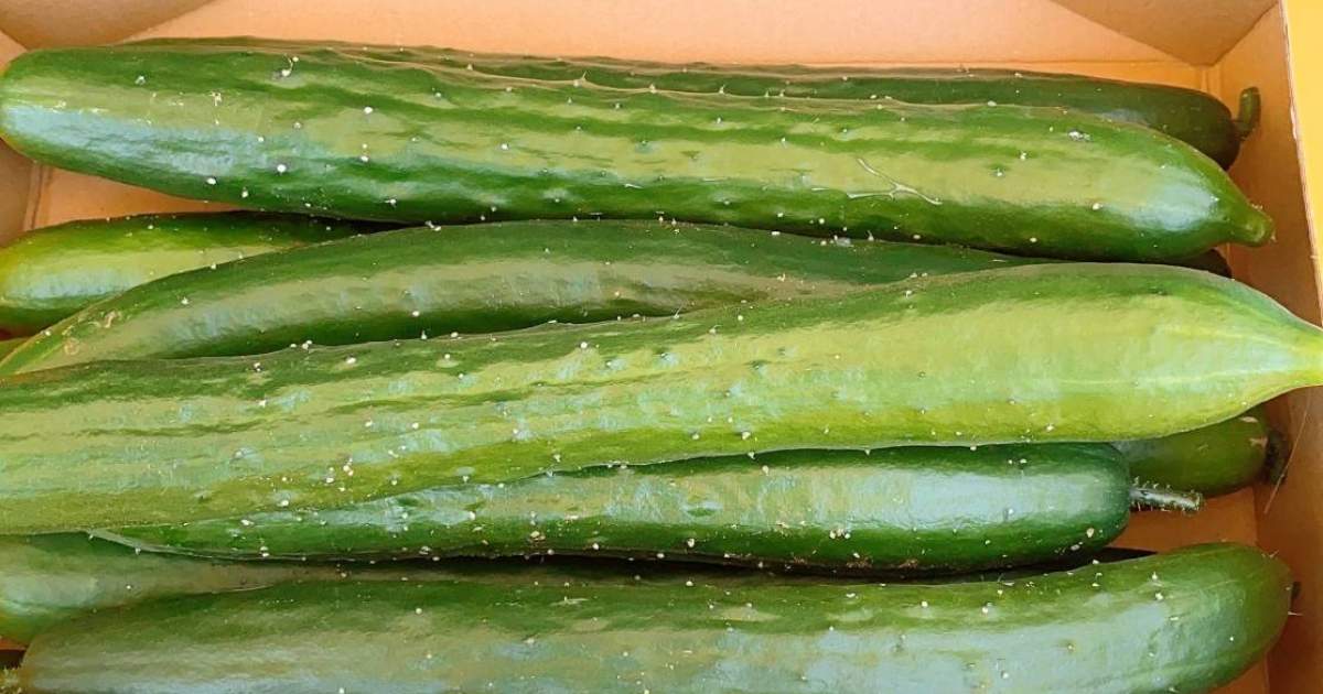 無農薬野菜 大きさ疎らなきゅうりのお取り寄せ販売(通販) - 鈴木