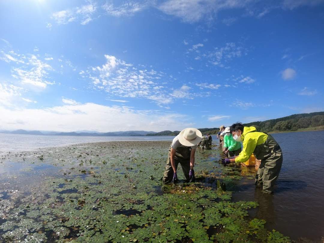 広大な大自然の中、胴長を履いて湖に入り菱の実を収穫します。
菱の実は、殻を剥くと食べることができます。
猪苗代湖の景色を眺めながら、ひし茶をお飲み頂けます。