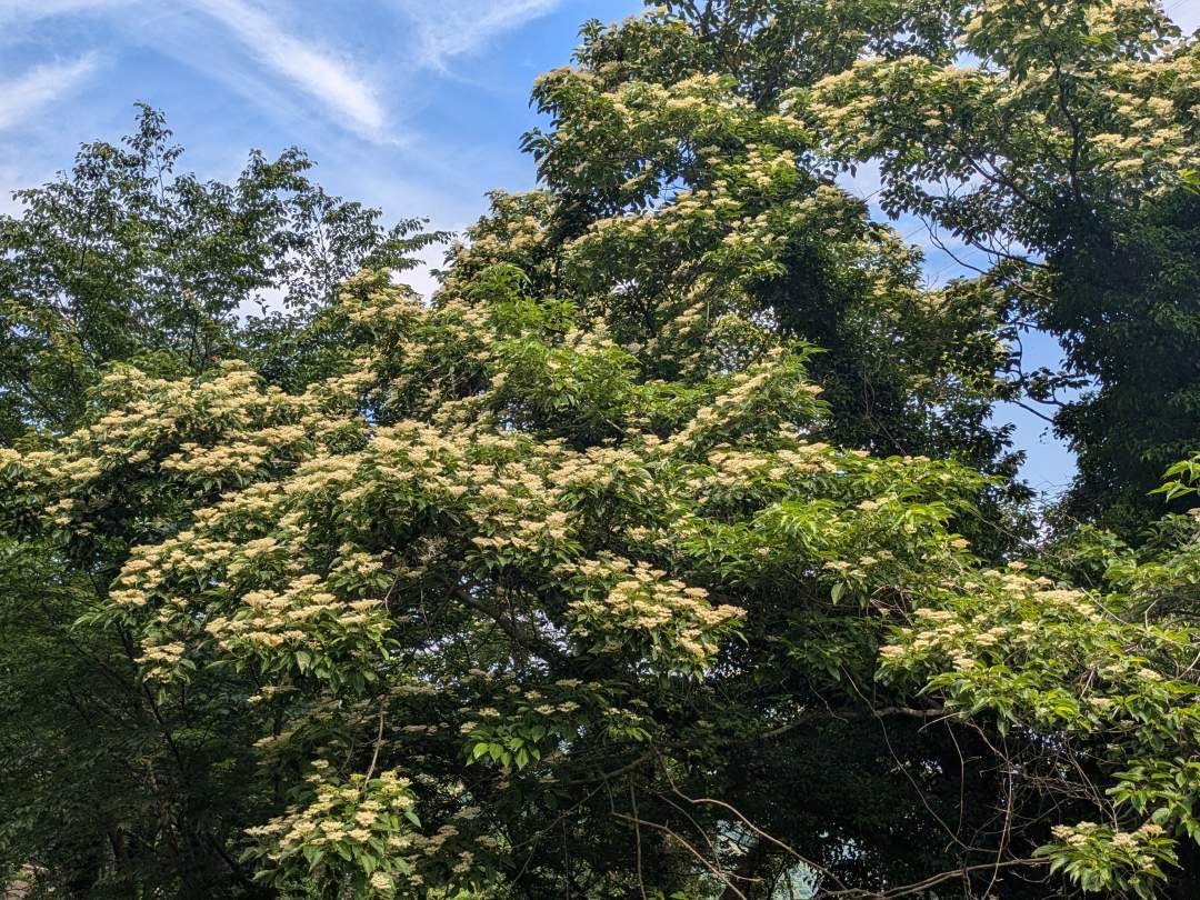 花の開花期間は短く、蜜を出す時間はさらに短い