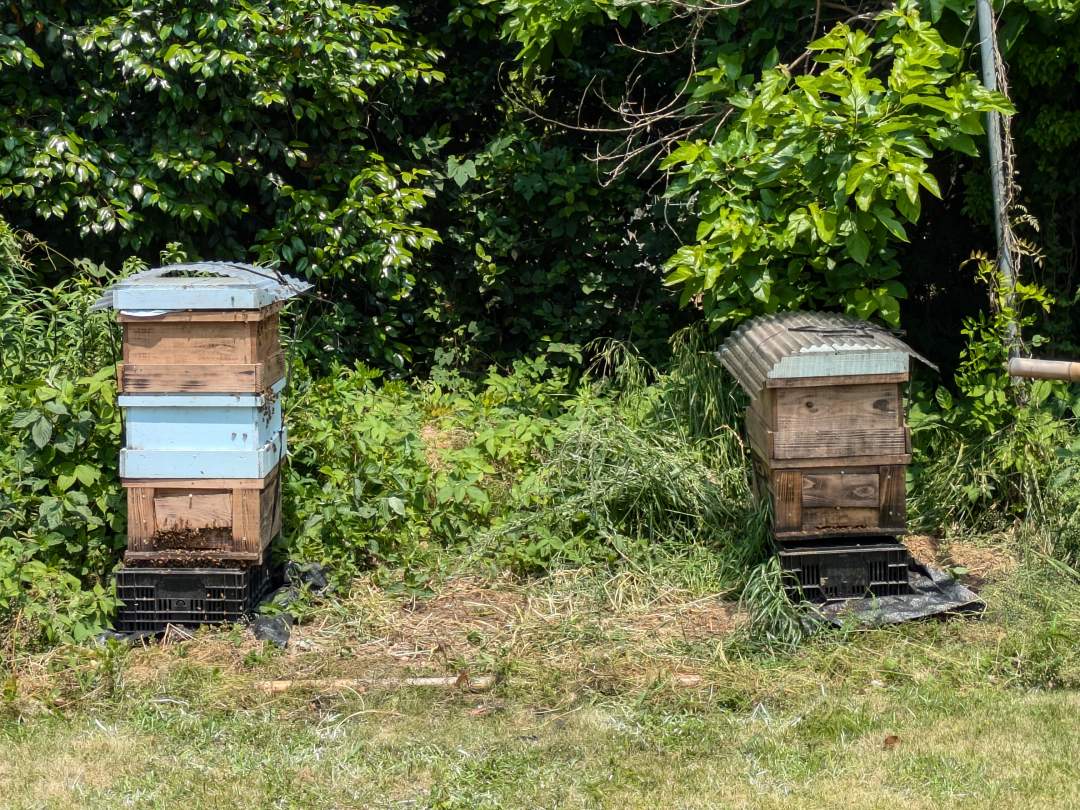 採蜜出来る様になるには、巣箱が2段になってから