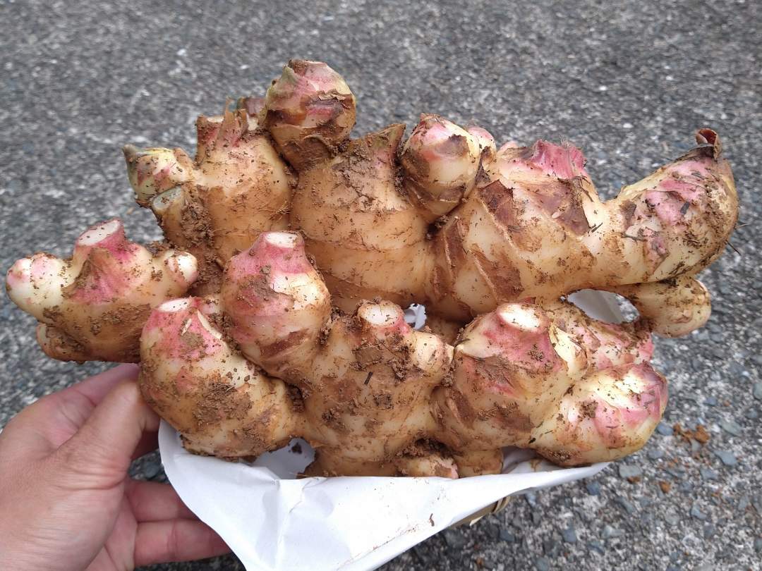 1kgでこの量です。甘酢漬けやシロップ、佃煮など作り置きされる方は2kg〜4kgでのご注文が多いです。