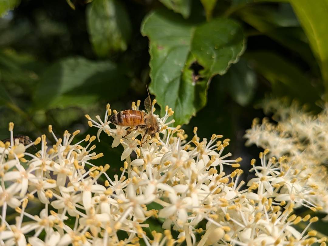 過酷な冬を乗りきった植物達が覚醒し、春はエネルギー豊富なハチミツです。